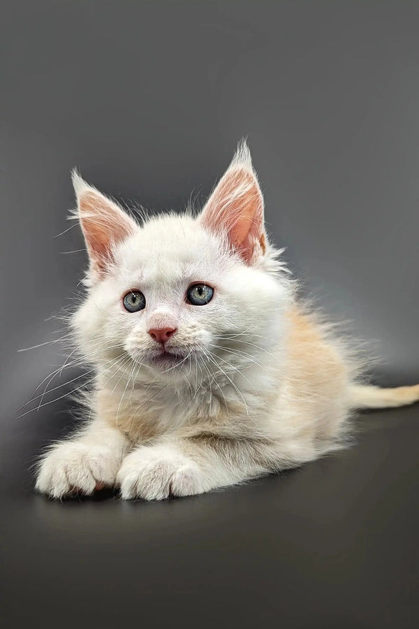Cute white kitten with pink ears and nose in Nuts | Maine Coon Kitten product