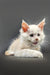 White kitten with pink ears and nose, perfect for red shaded silver Maine Coon lovers