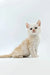 White kitten sitting upright with alert expression, showcasing its red shaded silver fur