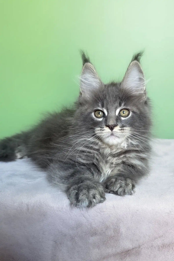 Obeliks | maine coon kitten