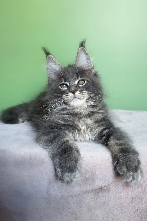 Obeliks | maine coon kitten