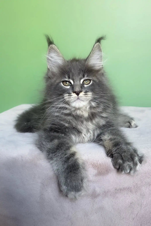 Obeliks | maine coon kitten