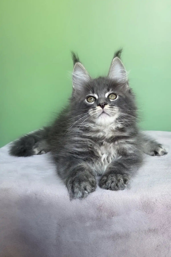 Obeliks | maine coon kitten