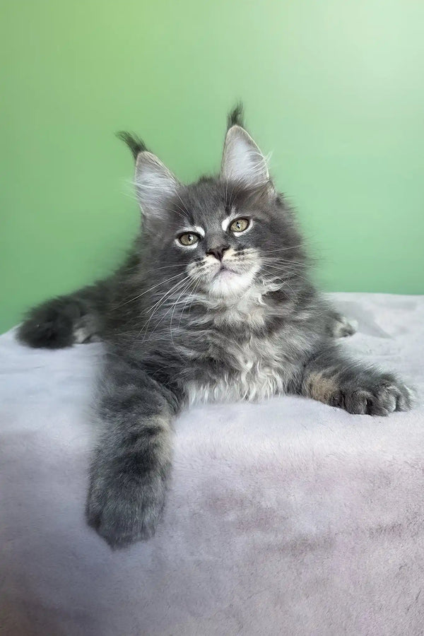Obeliks | maine coon kitten