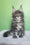 Obeliks | Maine Coon Kitten
