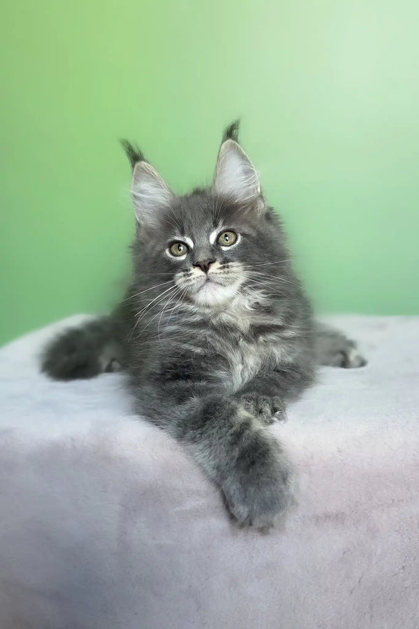 Obeliks | maine coon kitten