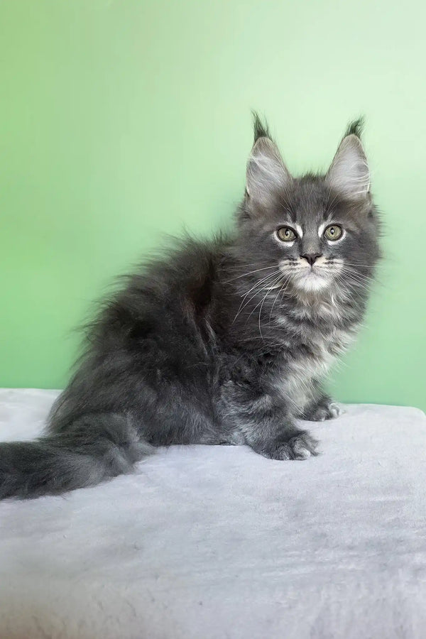 Obeliks | maine coon kitten