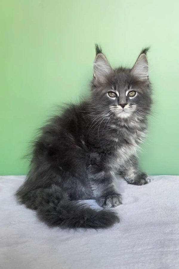 Obeliks | maine coon kitten