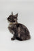 Long-haired gray and white Maine Coon kitten sitting upright with alert ears