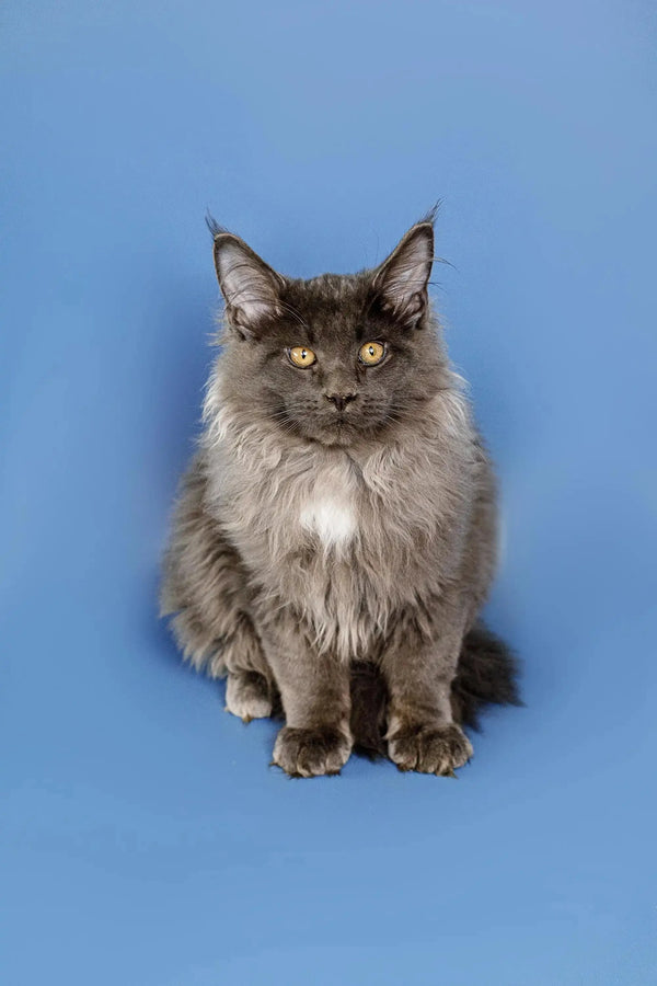 Long-haired gray Maine Coon kitten with striking yellow eyes sitting upright
