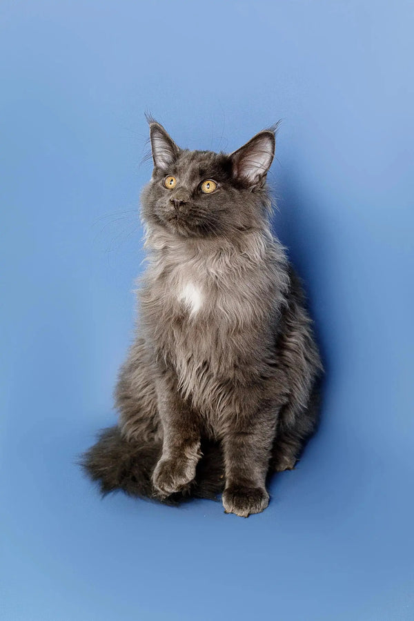 Gray Maine Coon kitten with bright yellow eyes sitting upright and looking cute