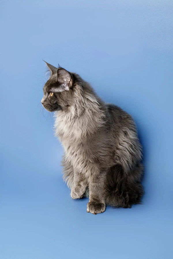 Long-haired gray Maine Coon kitten sitting upright with an alert expression