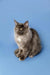 Long-haired gray Maine Coon kitten sitting upright with striking green eyes
