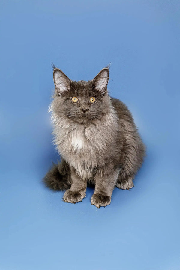 Fluffy gray Maine Coon kitten with alert ears and bright green eyes sitting upright