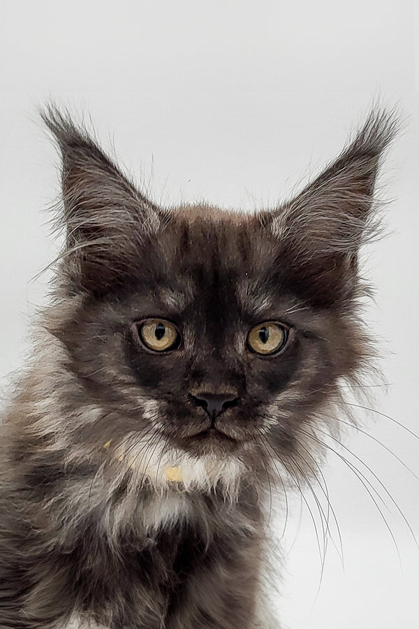 Long-haired Black Smoke Maine Coon Kitten with bright yellow eyes and ear tufts