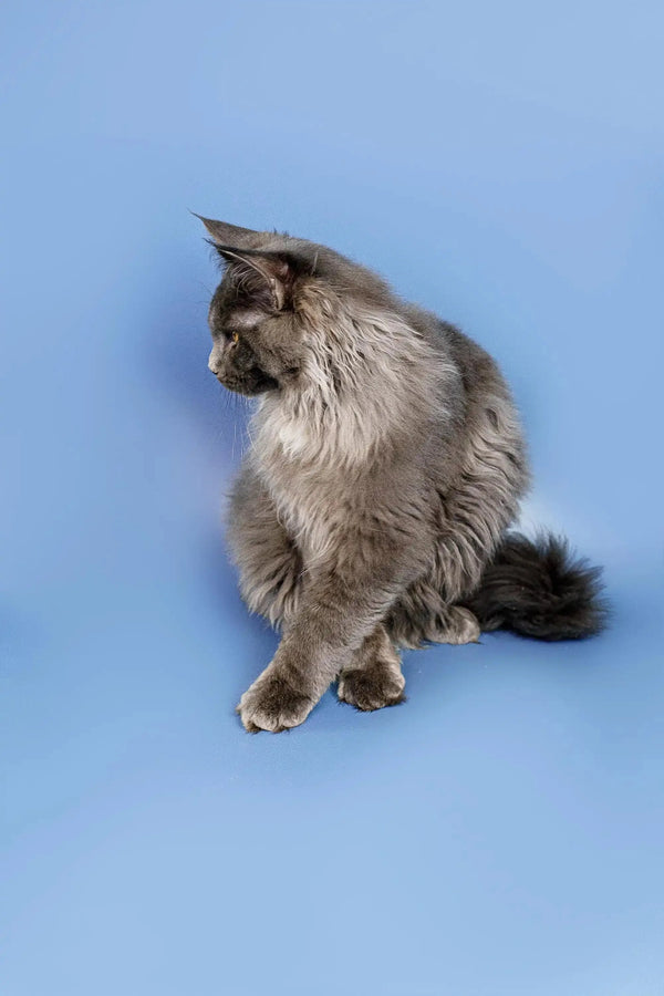 Long-haired gray Maine Coon kitten sitting with tail curled around its body
