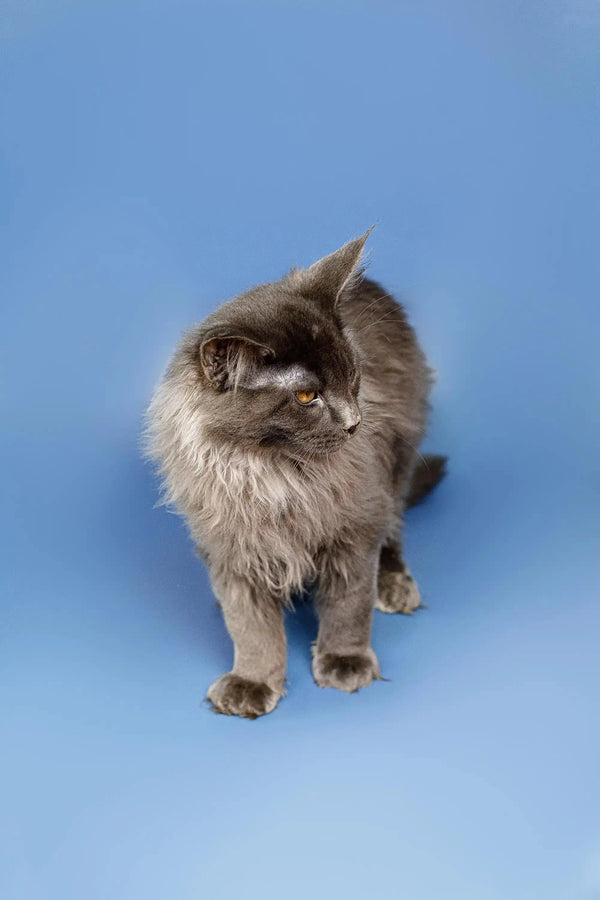 Fluffy gray Maine Coon kitten with a serious expression, perfect for cat lovers