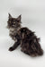 Long-haired dark gray Maine Coon kitten with an alert expression, perfect for pet lovers