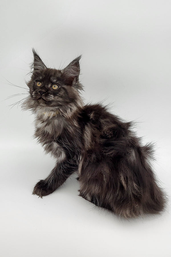 Long-haired dark gray Maine Coon kitten with an alert expression, perfect for pet lovers