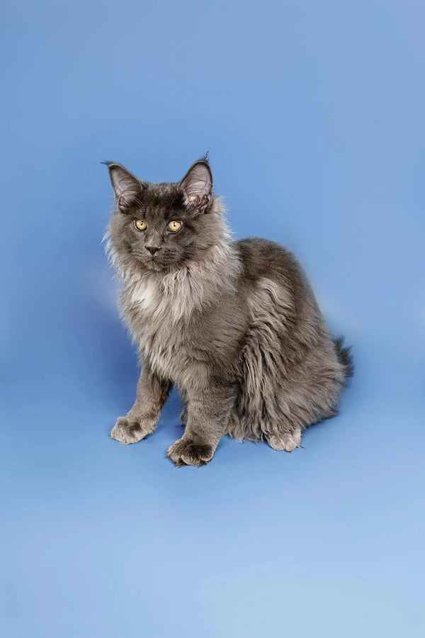 Gray long-haired Maine Coon kitten Oberon sitting upright with an alert expression