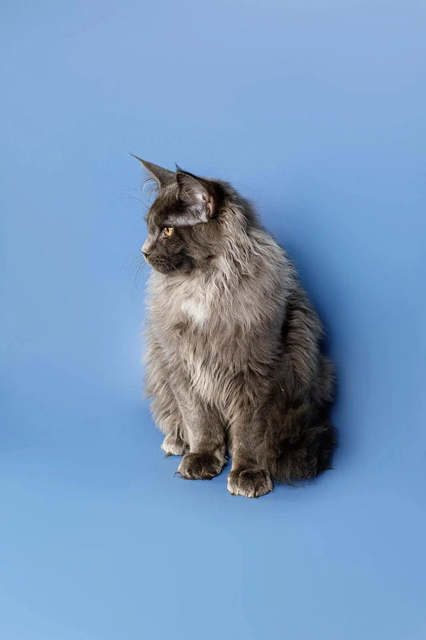 Long-haired gray Maine Coon kitten sitting upright, showcasing its adorable features