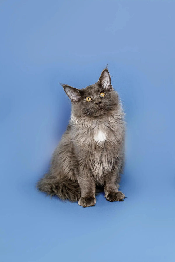 Gray Maine Coon kitten sitting upright, showcasing a fluffy coat and alert look