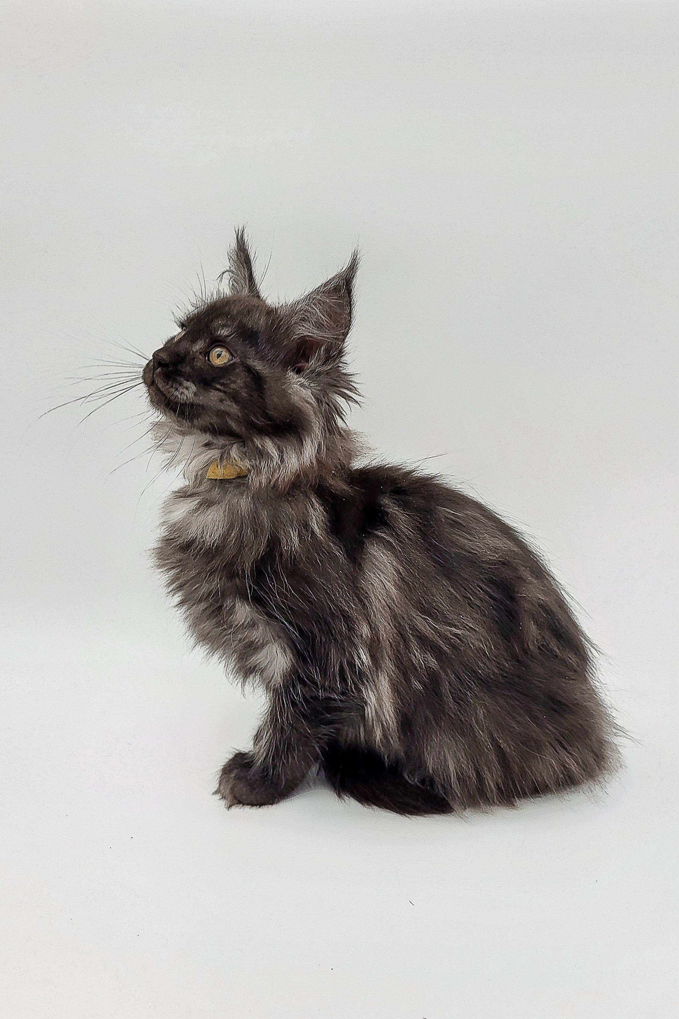 Maine Coon Kittens for Sale Oberon | Kitten