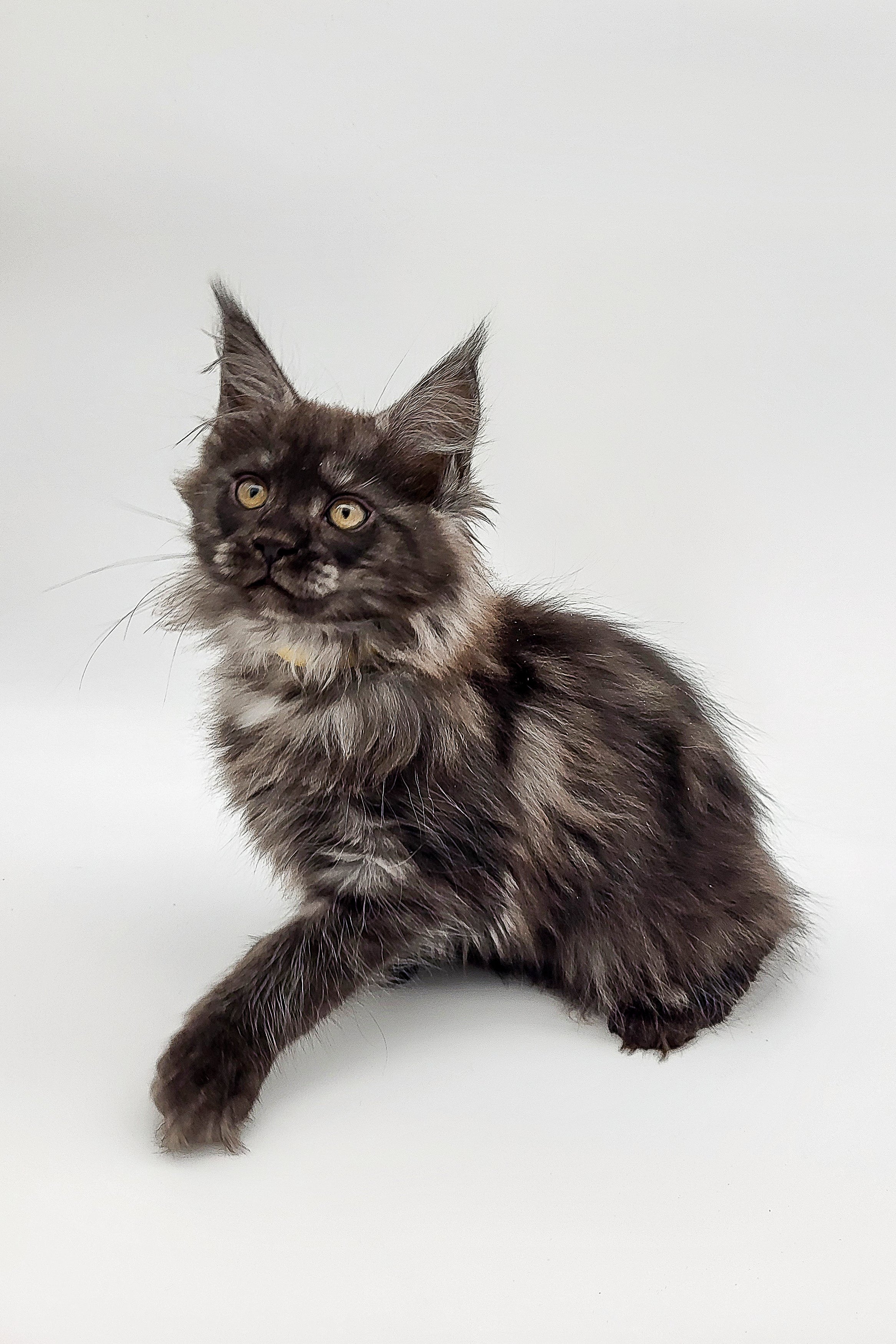 Maine Coon Kittens for Sale Oberon | Kitten