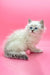 Fluffy white kitten with blue eyes in the Obi-Wan Siberian Kitten product