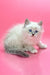 Fluffy white kitten with blue eyes in the Obi-Wan Siberian Kitten product image