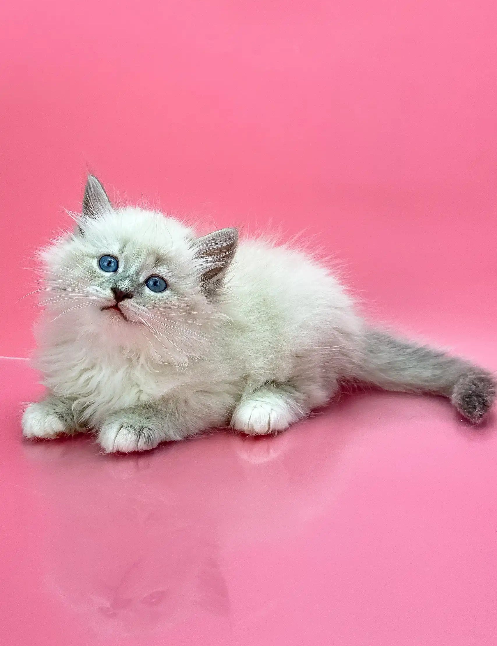 Fluffy white Siberian kitten named Obi-Wan with stunning blue eyes