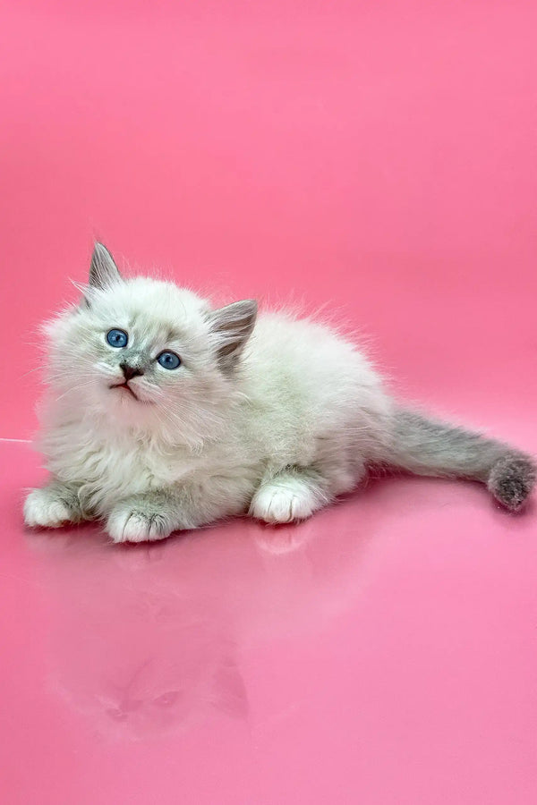 Fluffy white Siberian kitten named Obi-Wan with stunning blue eyes