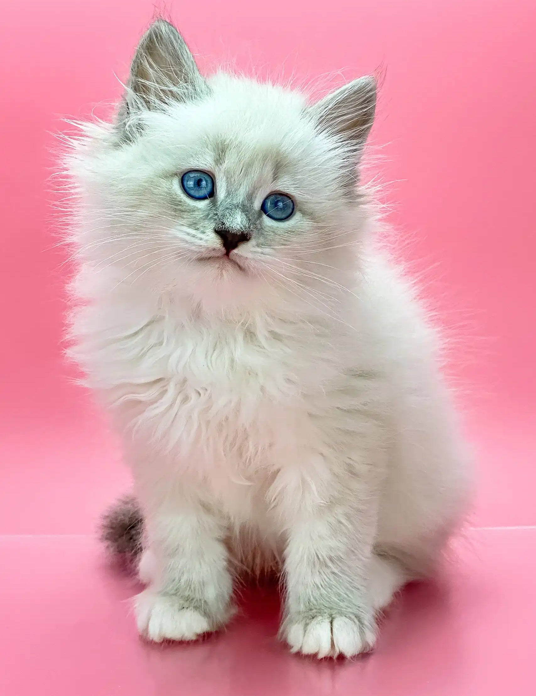 Fluffy white Siberian kitten named Obi-Wan with adorable blue eyes