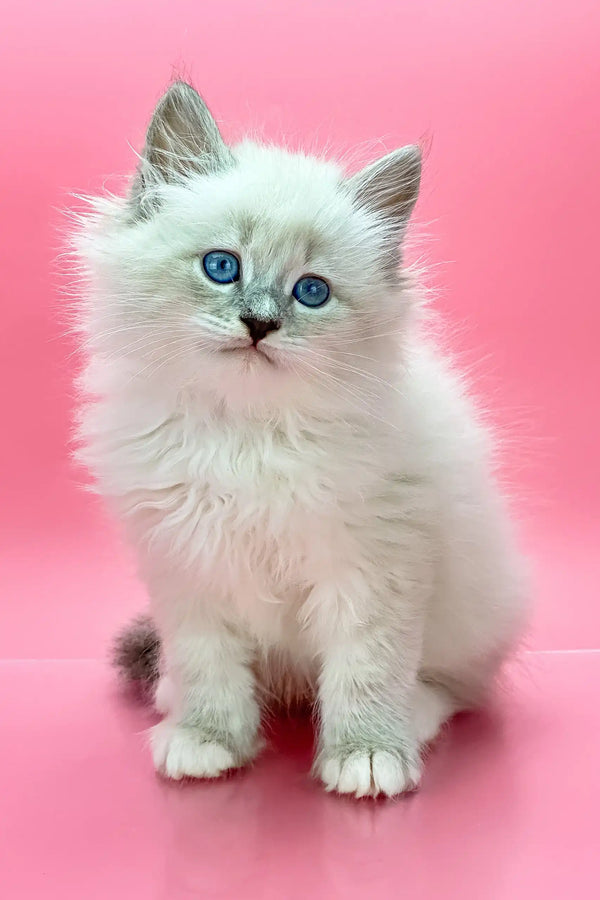 Fluffy white Siberian kitten named Obi-Wan with adorable blue eyes