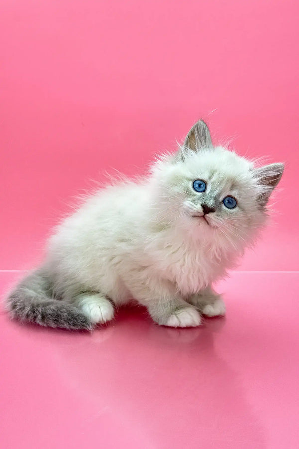 Fluffy white Siberian kitten named Obi-Wan with stunning blue eyes