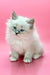 Fluffy white kitten with blue eyes from the Obi-Wan Siberian Kitten collection