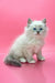 Fluffy white kitten with blue eyes from Obi-Wan Siberian Kitten collection