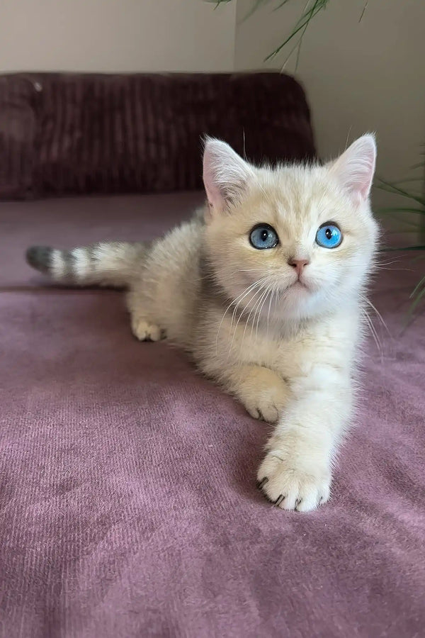 Ocean | british shorthair kitten