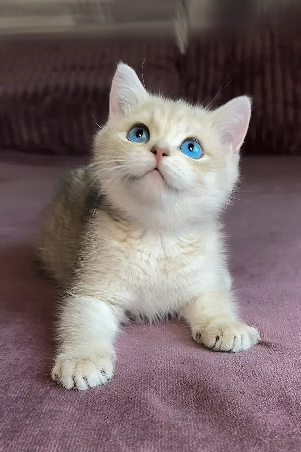 Ocean | british shorthair kitten