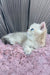Ocean | british shorthair kitten