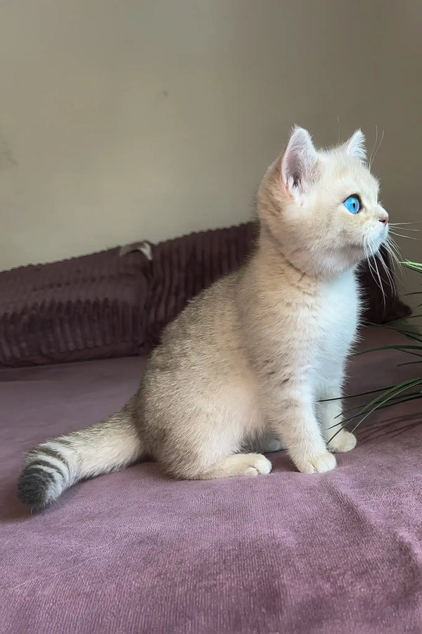 Ocean | british shorthair kitten