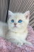 Ocean | british shorthair kitten