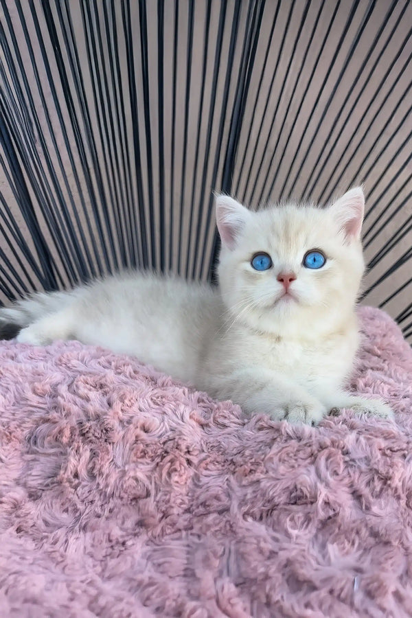 Ocean | british shorthair kitten