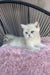 Ocean | british shorthair kitten