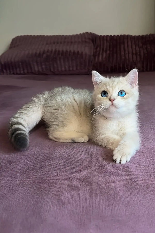 Ocean | british shorthair kitten