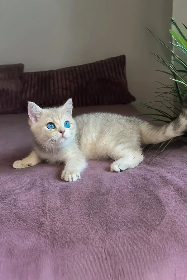 Ocean | british shorthair kitten