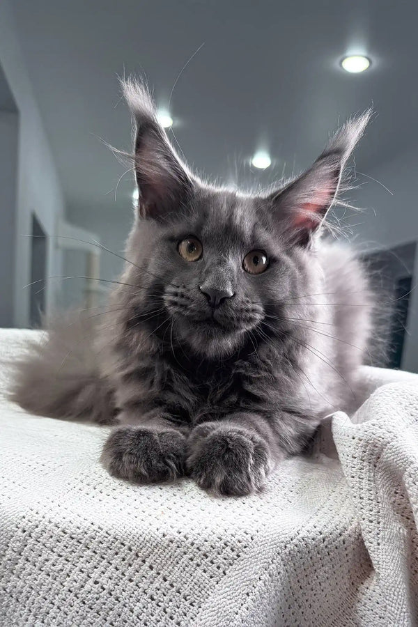 Ocean | maine coon kitten