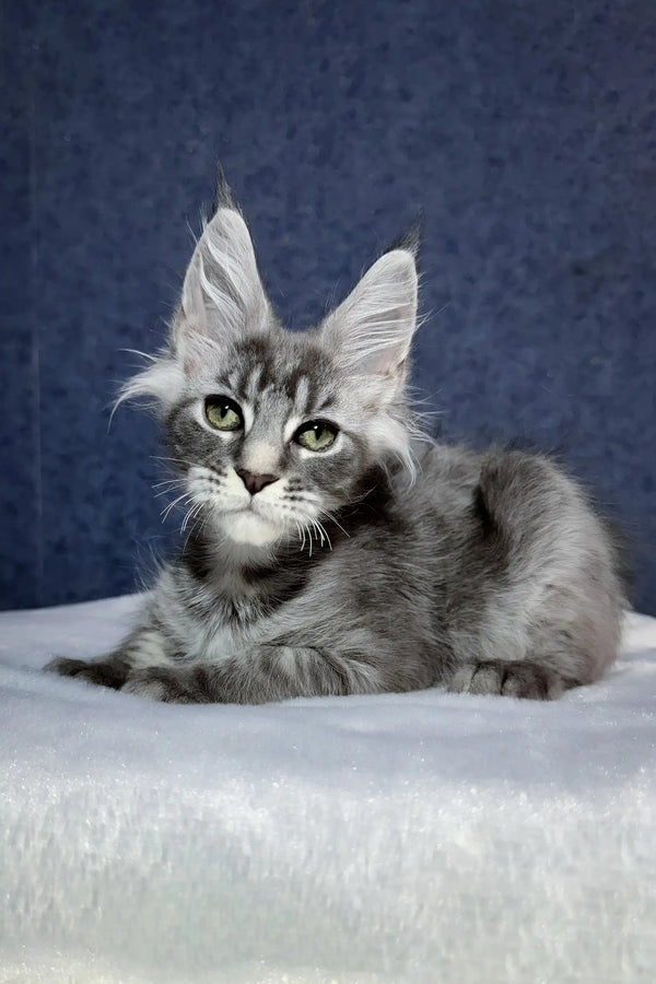 Ocean | maine coon kitten