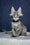 Ocean | Maine Coon Kitten