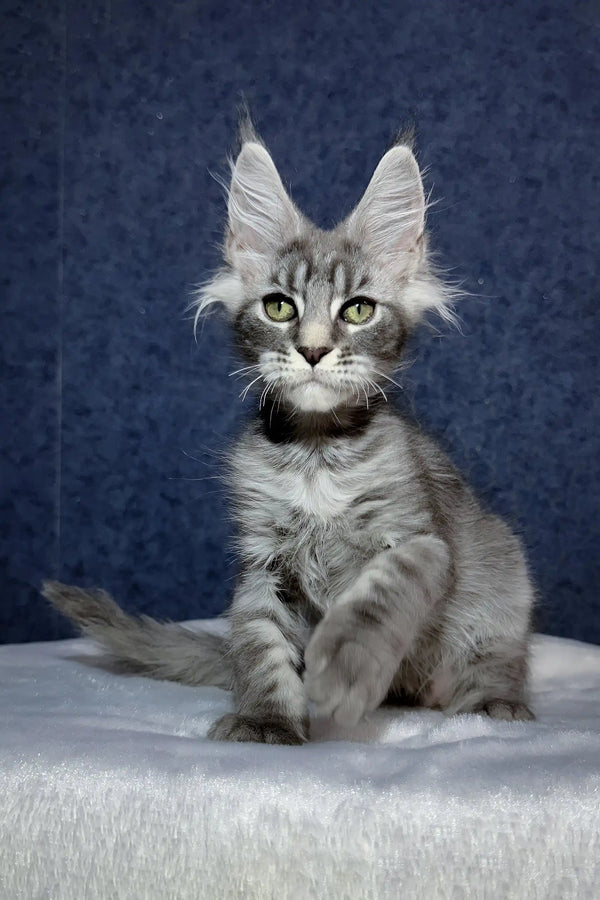 Ocean | maine coon kitten